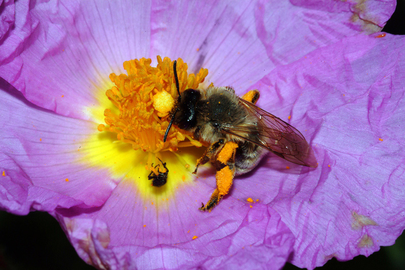 femmina di Andrena cfr. nigroaenea